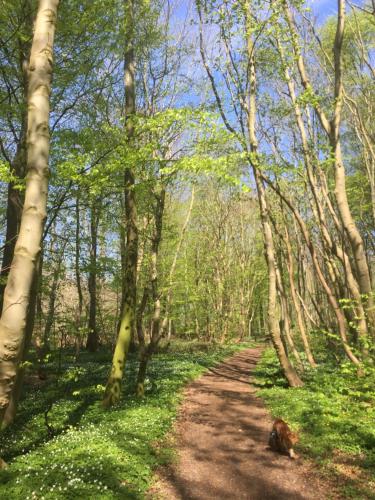 a dirt road through a forest with trees at Anesminde in Give