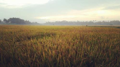 a field of tall grass with the sky in the background at Seri Pengkalan Homestay in Bachok