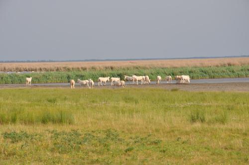 a herd of animals walking down a road at Gästezimmer Resi in Illmitz