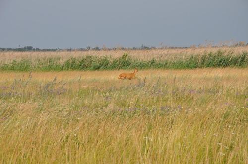aelope walking through a field of tall grass at Gästezimmer Resi in Illmitz
