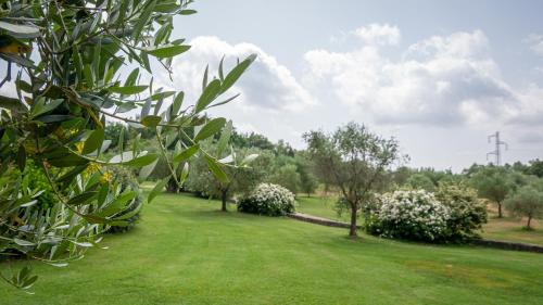 a field of grass with trees and bushes at Poggio Al Palio in San Lorenzo a Merse