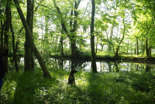a dog standing in the grass next to a river at Le Rossay in Saint-Clément-de-la-Place