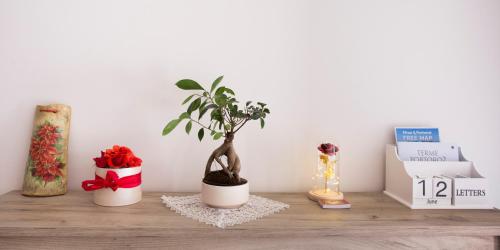 a shelf with a potted plant on top of it at Red Rose Apartment in Portorož