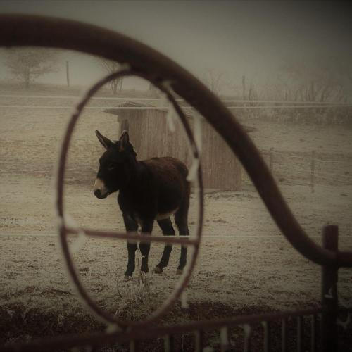 un cheval debout dans un champ derrière une clôture dans l'établissement Ferme de Bellevue, à Landes-le-Gaulois
