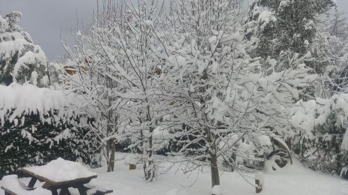 a group of trees covered in snow with a bench at Tierras del Sur II in Villa La Angostura