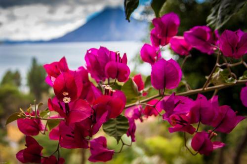 a bunch of pink flowers on a tree at Casa Hagan in Santa Cruz La Laguna