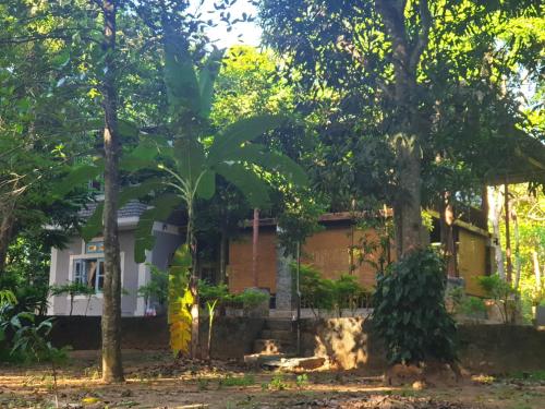 Taman di luar Jungle House