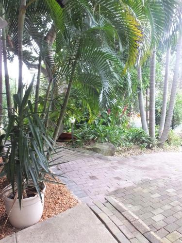 a palm tree in a pot next to a walkway at Tatenda Guest House in Hazyview