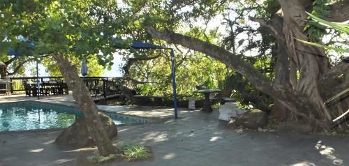 a swimming pool with a tree next to it at Tatenda Guest House in Hazyview
