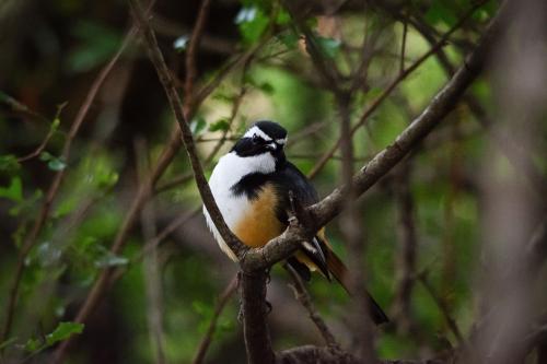 a small bird sitting on a tree branch at Mahikeng Lodge in Magaliesburg