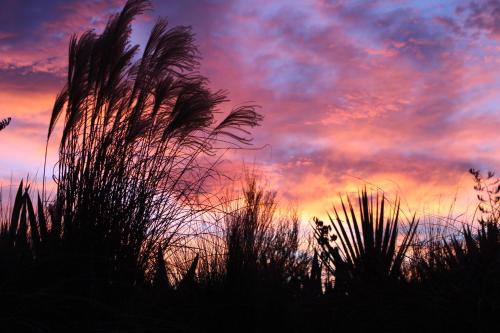 a sunset with silhouettes of plants in the foreground at The Summit Lodge in Gladstone