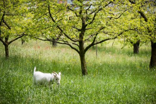 a white goat standing in a field of grass at Le Domaine (Swiss Lodge) in Fribourg