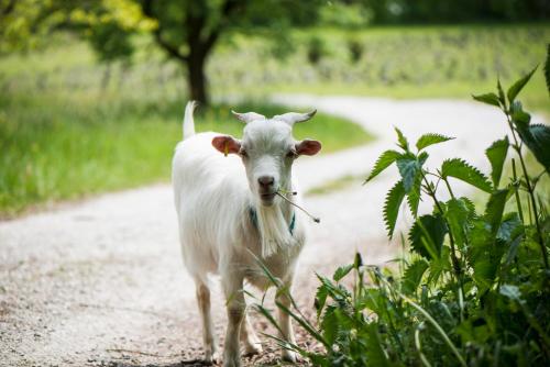 a white goat walking down a dirt road at Le Domaine (Swiss Lodge) in Fribourg