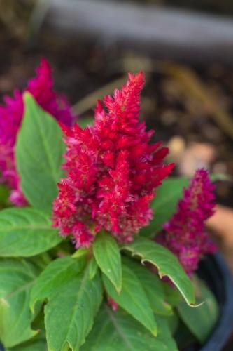 a group of pink flowers with green leaves at Pousada Morada do Sol in Canoa Quebrada