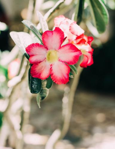 a group of red and white flowers on a plant at Pousada Morada do Sol in Canoa Quebrada