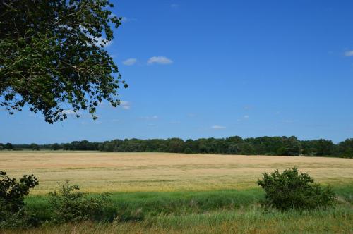 a large open field with a tree in the foreground at Ferienhaus Am Park in Löbnitz