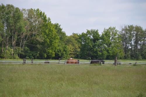 a group of horses in a field next to a fence at Ferienhaus Am Park in Löbnitz