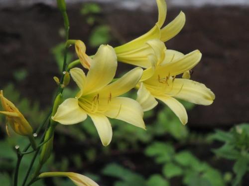a yellow lily is growing in a garden at B&B Hotel Hyochoan in Karuizawa