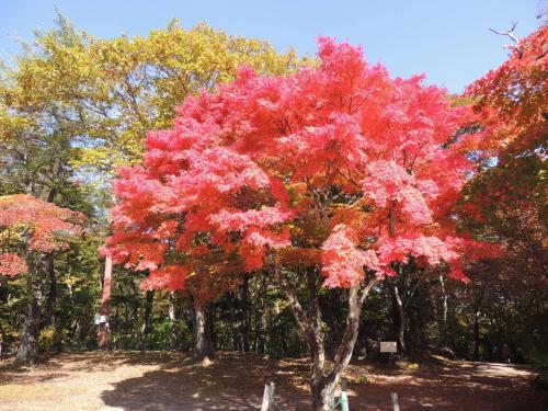 a tree with red leaves on it at B&B Hotel Hyochoan in Karuizawa