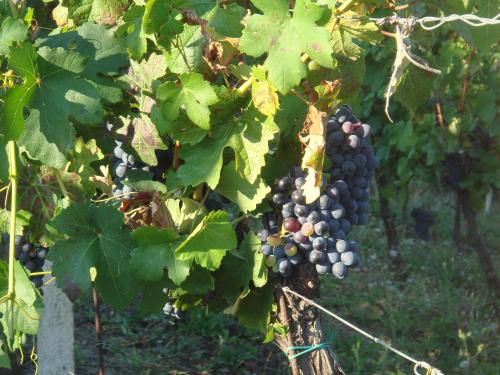 Gambar di galeri bagi Agriturismo Relais "il Bricco" di Nizza Monferrato