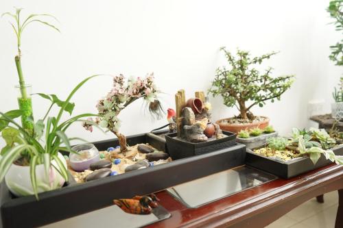 Une bande de plantes en pot sur une table dans l'établissement Posada Ventura, à Duitama