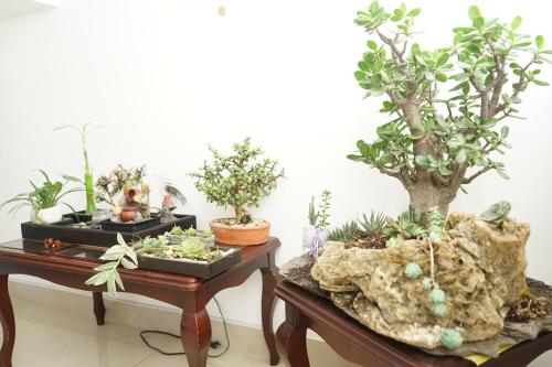 two tables with bonsai trees and plants on them at Posada Ventura in Duitama