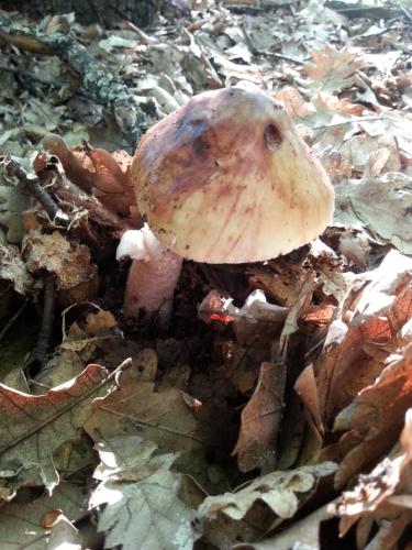 a mushroom is sitting on the leaves on the ground at Golemi kamik Pirot in Pirot