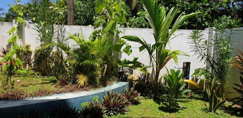 a garden with many plants and a fence at Aqua Blue in Arugam Bay