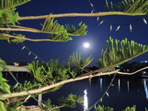 a tree branch with the moon in the background at Archontiko Art Hotel in Galaxidhion