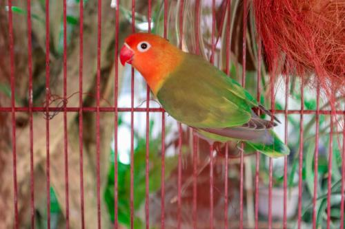 a colorful bird is sitting in a cage at RQS Hostel in Tacloban