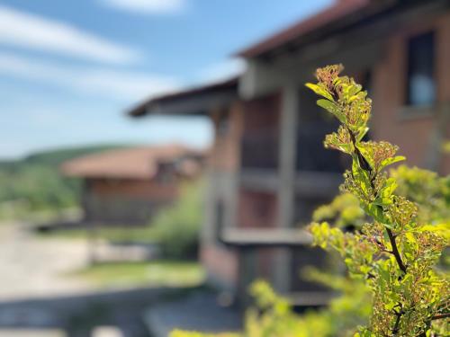 a close up of a plant in front of a house at Hotel Pietrapanna in Calvello