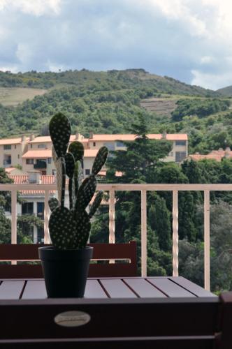 a cactus sitting on a table on a balcony at Ibanova Appartements in Collioure