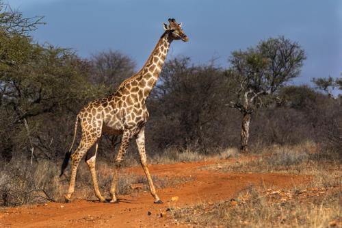 a giraffe walking on a dirt road at Palala Boutique Game Lodge and Spa in Tom Burke