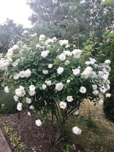 a bush of white roses in a garden at PensionLien in Köthen