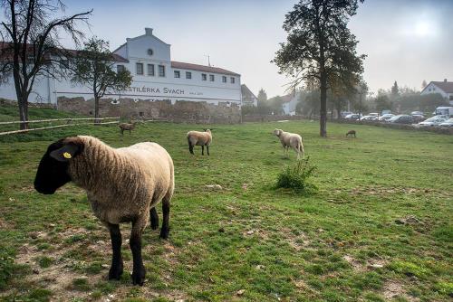 a herd of sheep standing in a field at Wellness Hotel Svachovka in Český Krumlov
