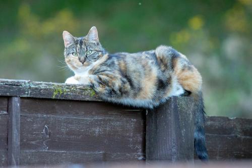 a cat sitting on top of a wooden fence at Room with a view in Spean Bridge