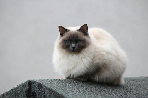a white and gray cat sitting on a wall at Room with a view in Spean Bridge