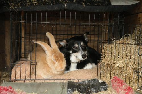a dog and a rabbit sitting in a cage at Room with a view in Spean Bridge