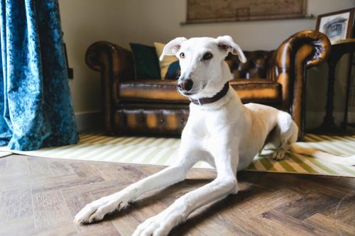 a dog sitting on the floor in a living room at Beck Hall in Malham