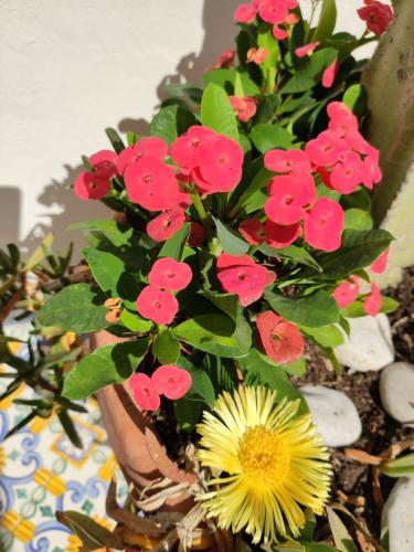 Afbeelding uit fotogalerij van Caprihouse in Capri