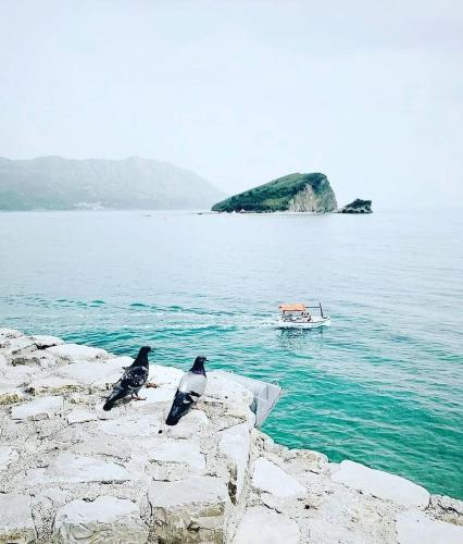 two birds sitting on rocks with a boat in the water at Apartments Dragišić in Sveti Stefan