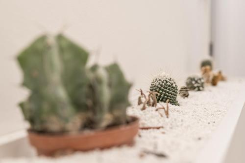 a group of cactuses sitting on a shelf at Affittacamere My Home in La Spezia