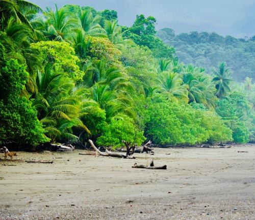 a beach with palm trees and a bunch of sand at Cabinas D’Val in Uvita