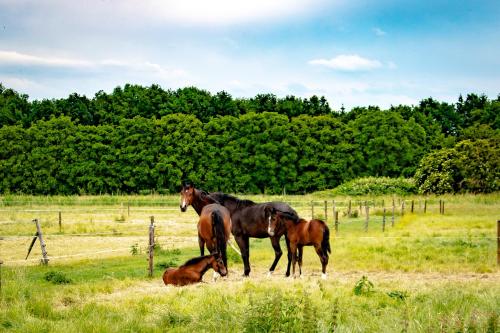 a group of horses standing in a field at Van Doremaele Luxury Guesthouse in Velddriel