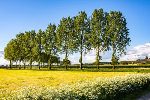 a row of trees in a field with flowers at Van Doremaele Luxury Guesthouse in Velddriel