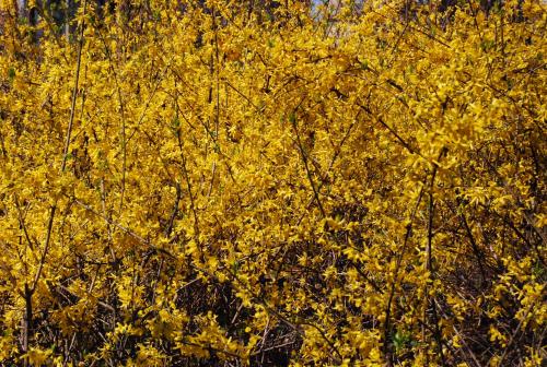 a bush with yellow leaves in a field at Sul mare di Punta Ala in Punta Ala