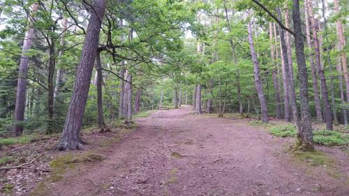 a dirt road in a forest with trees at Les Iris Chambres d’hôte in Niedermorschwihr