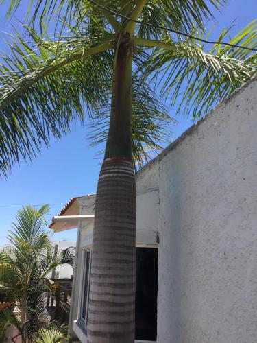 a palm tree in front of a building at Zona Dorada Mazatlan in Mazatlán