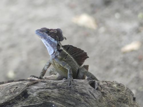 Animales en el albergue o alrededores