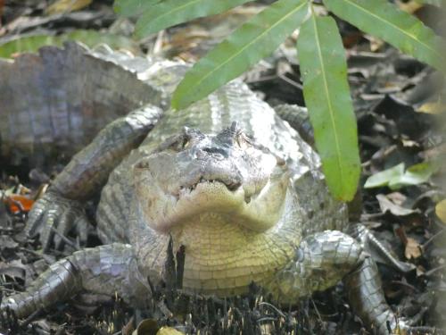 Animales en el albergue o alrededores